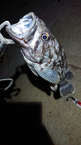 クロソイの釣果