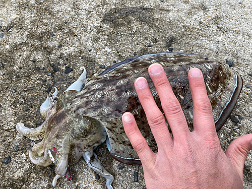 コウイカの釣果