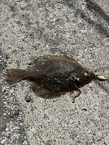 カレイの釣果