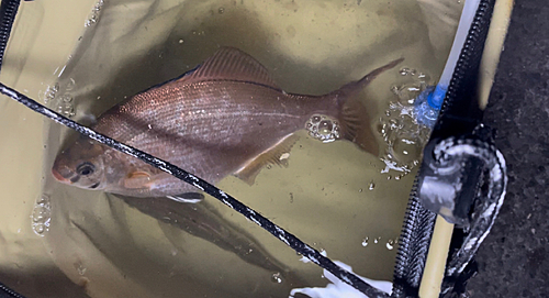 ウミタナゴの釣果