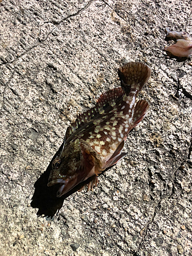 カサゴの釣果