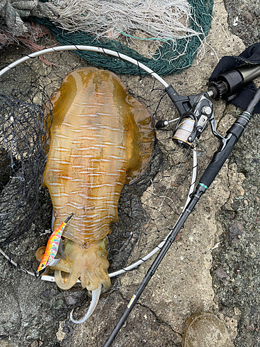 アオリイカの釣果