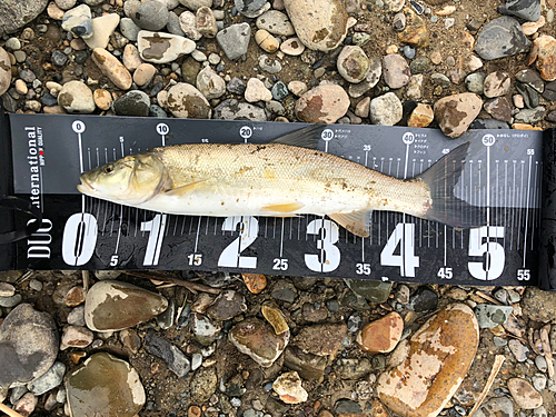 ウケクチウグイの釣果