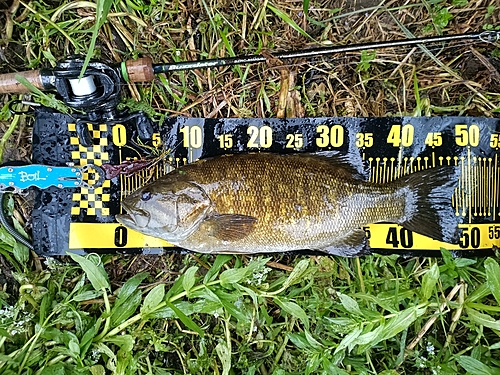 スモールマウスバスの釣果