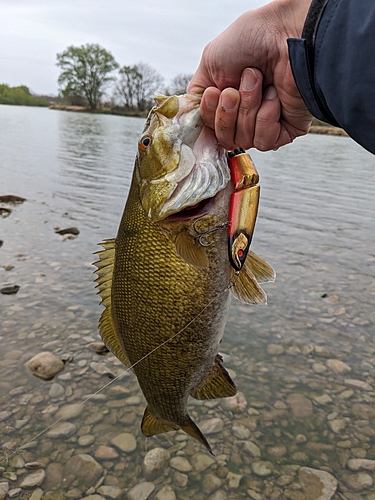 スモールマウスバスの釣果