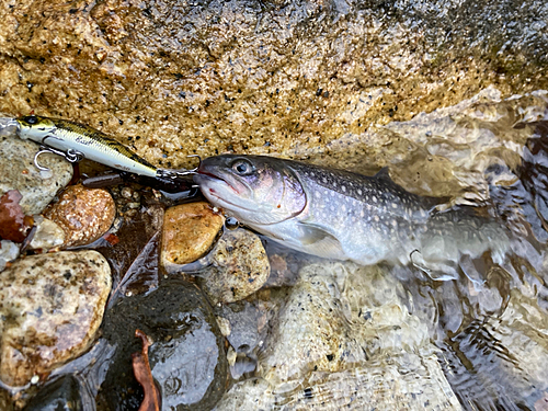 イワナの釣果