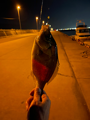 タナゴの釣果