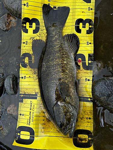 スモールマウスバスの釣果