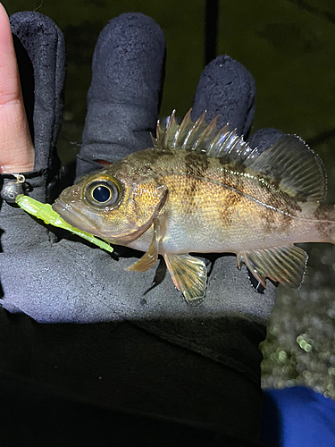 メバルの釣果