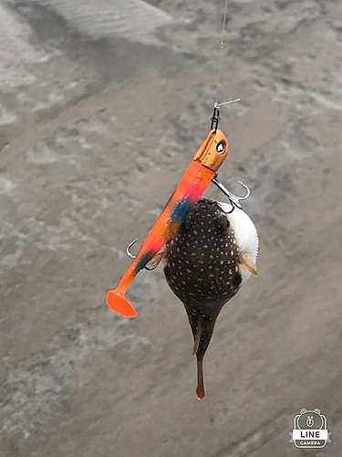 フグの釣果