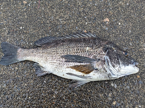 クロダイの釣果