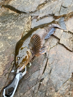 アイナメの釣果