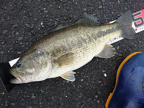 ブラックバスの釣果