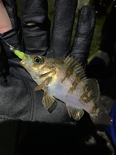 メバルの釣果