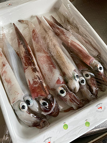 ヤリイカの釣果