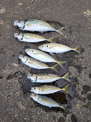 アジの釣果