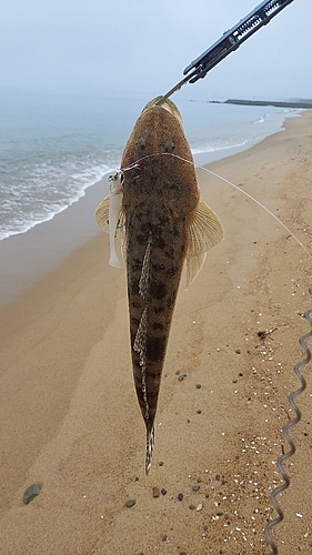 マゴチの釣果