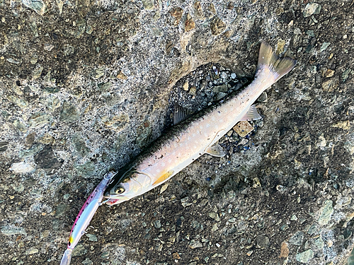 アメマスの釣果