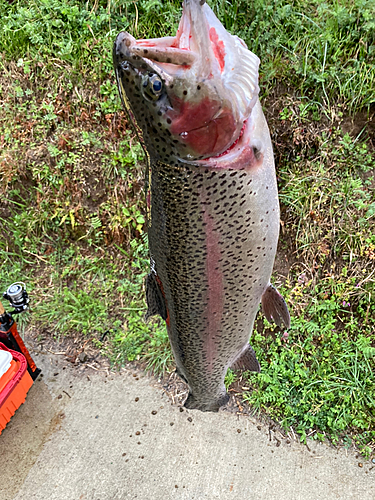 ニジマスの釣果