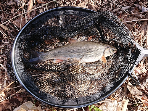 ウグイの釣果