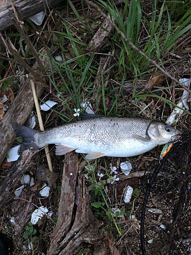 ウグイの釣果