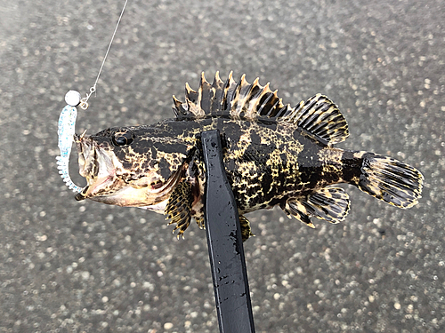 タケノコメバルの釣果