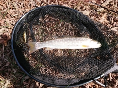 アメマスの釣果