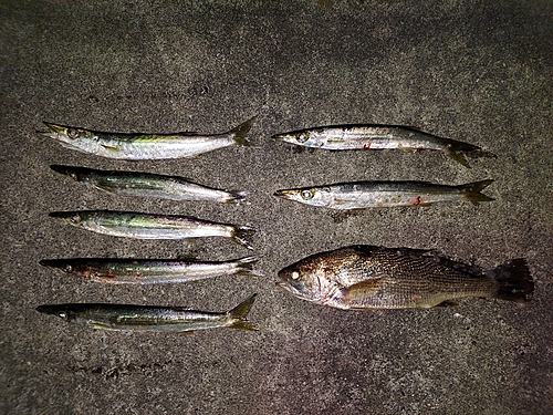 カマスの釣果