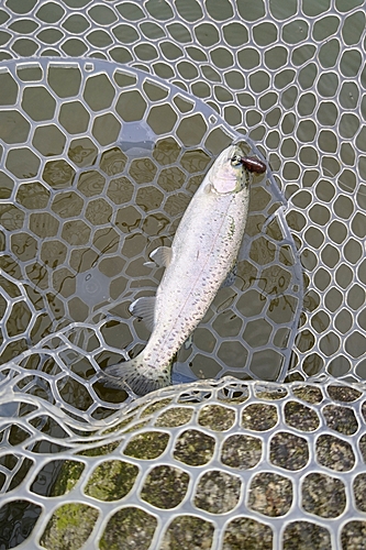 アマゴの釣果