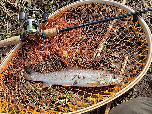 アメマスの釣果