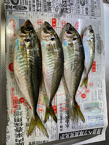 アジの釣果