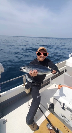 ビンチョウマグロの釣果