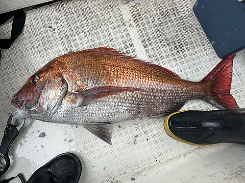 マダイの釣果