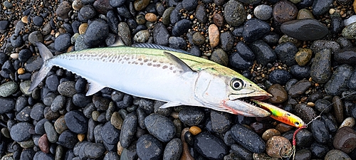 サゴシの釣果