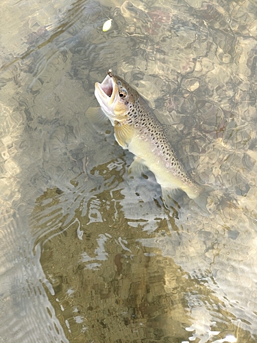 ブラウントラウトの釣果