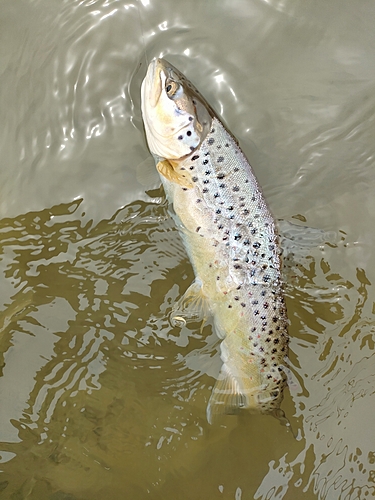 ブラウントラウトの釣果