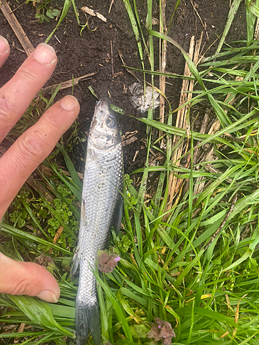 ニゴイの釣果