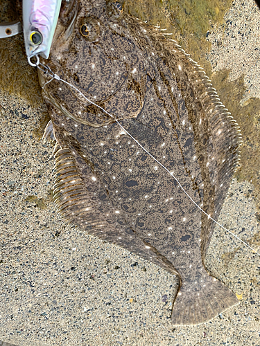 ヒラメの釣果