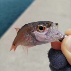 ネンブツダイの釣果