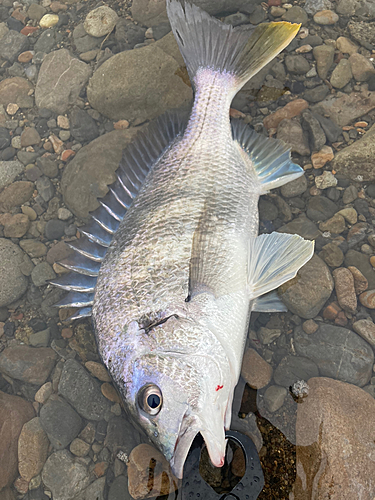 キビレの釣果