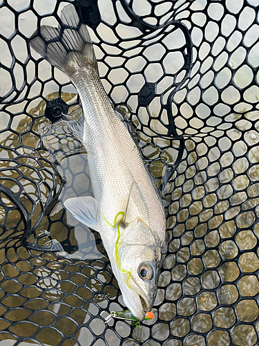 セイゴ（マルスズキ）の釣果