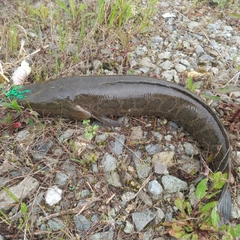 ライギョの釣果