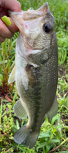 ブラックバスの釣果