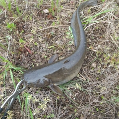 マナマズの釣果