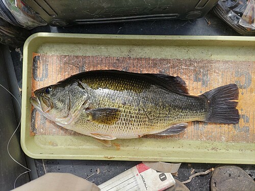 ブラックバスの釣果