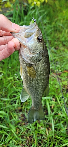 ラージマウスバスの釣果