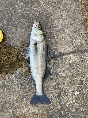 フッコ（マルスズキ）の釣果