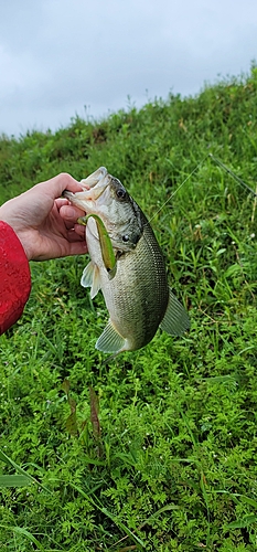 ラージマウスバスの釣果