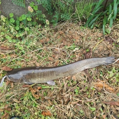 マナマズの釣果