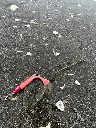 マゴチの釣果